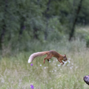 Flying_squirrel.jpg
