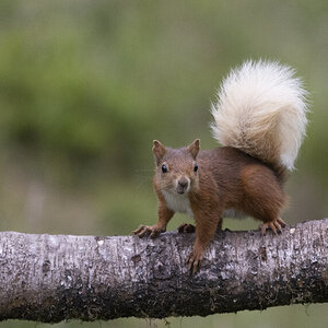 Scottish_Red_Squirrel.jpg