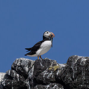 Hungry Puffin 2020_08_02.jpg