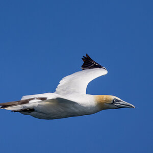 Gannet.jpg