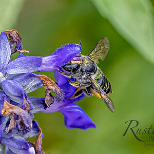 Bee on Salvia