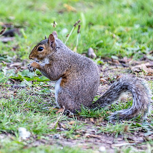 SQUIRREL-3.jpg