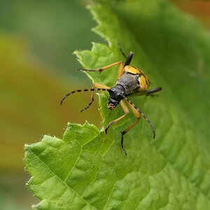 A Spotted Longhorn Beetle