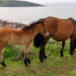 Wembury Hols-June_July-2021_KR5--466.jpg