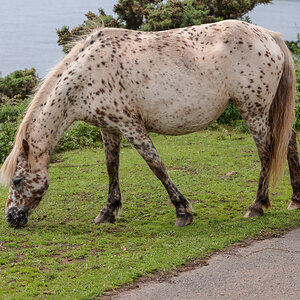 Wembury Hols-June_July-2021_KR5--473.jpg