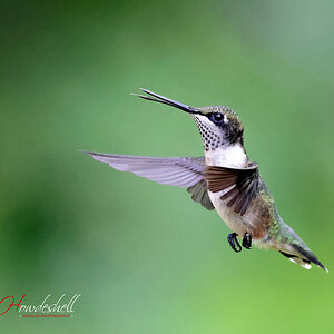 ruby_throated_hummingbird_0001a_sm.jpg