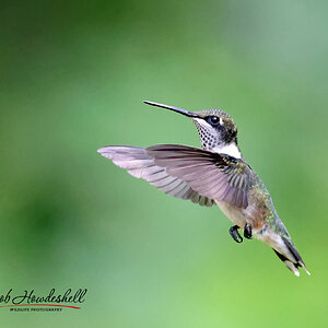 ruby_throated_hummingbird_0002a_sm.jpg