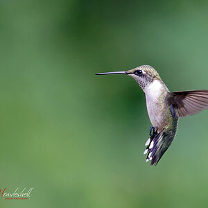 ruby_throated_hummingbird_0003a_sm.jpg