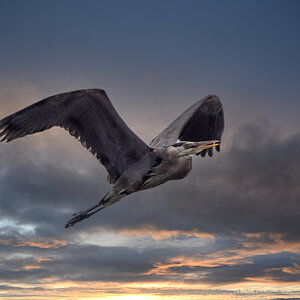 Great Blue Heron new sky-1.jpg