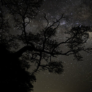 stars & tree4.jpg