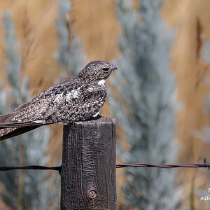 Common Nighthawk 2.jpg