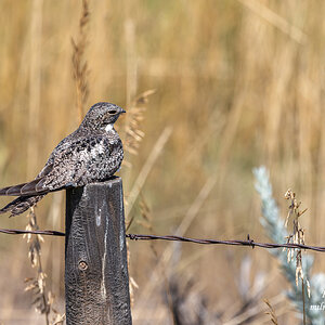 Common Nighthawk.jpg