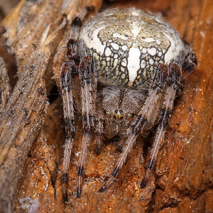 Orb Weaving Spider.jpg