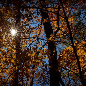 Sun and Fall Leaves.jpg