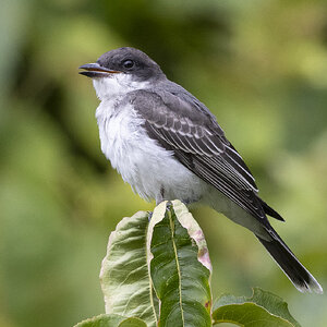 R7_F0919 Eastern Kingbird.jpg