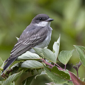 R7_F0933 Eastern Kingbird.jpg