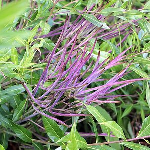 IMG_2465_Blue Dogbane.jpg