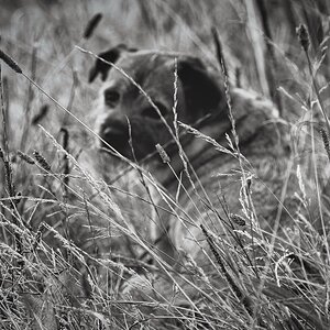 Doing what Border terriers do best