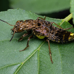 R7_F1171 Rove Beetle, prob Ontholestes sp.jpg