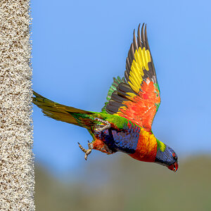 lorikeet-rb-x-188-exp2000px.jpg