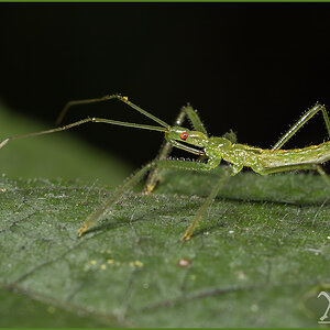 56076_Pale Green Assassin.jpg