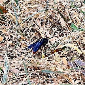 Blue Winged Wasp.jpg