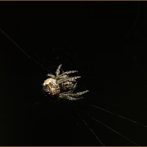 56290_White-winged Orbweaver.jpg