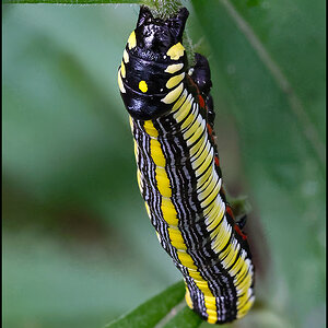 7753_Brown Hooded Owlet Moth Caterpillar.jpg