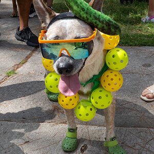 2025-050-087 Kingwood Pickle Festival.jpg