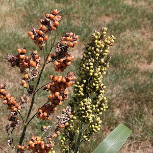 IMG_2771_Sorghum.jpg