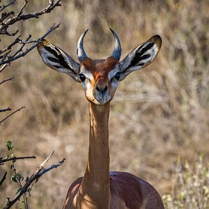 Male Gerenuk.jpg