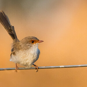 fairywren-superb-female-001-a-exp2000px.jpg