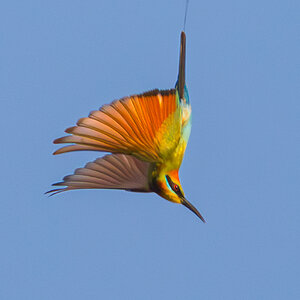 bee-eater-rainbow-001-a-exp2000px.jpg