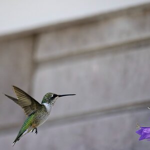 HummingBird.jpg