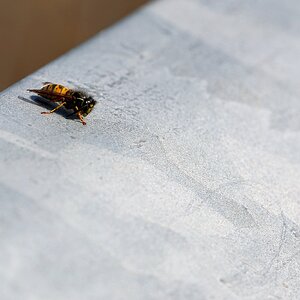 T 21-09-2025 0342.JPG