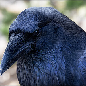 8498_Raven.jpg