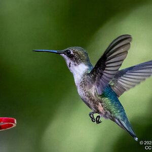 2025-053-028 Fall hummingbirds-2.jpg