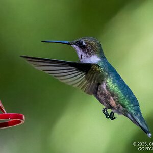 2025-053-030 Fall hummingbirds-2.jpg
