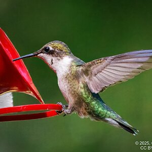 2025-053-039 Fall hummingbirds-2.jpg