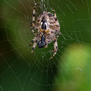Common Garden Spider