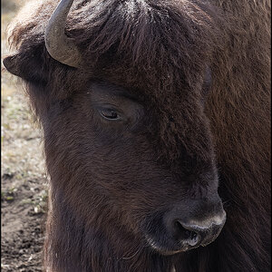 MHR58201_Bison Headshot.jpg