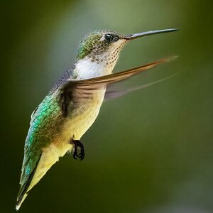 2025-053-167 Fall hummingbirds-2.jpg