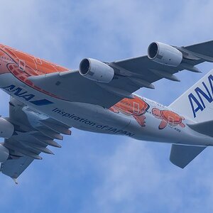 _17A5284 ANA A380 JA383A Turtle Ki Olina HI R5MkII 100-500 500mm f10 5000th ISO2500 Cr SM.jpg