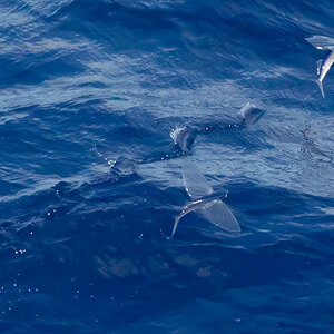 _17A6443 Flying Fish R5MkII 100-500 500mm f13 5000th ISO3200 2025_10_06_10-53-39N-161-52-46W C...jpg