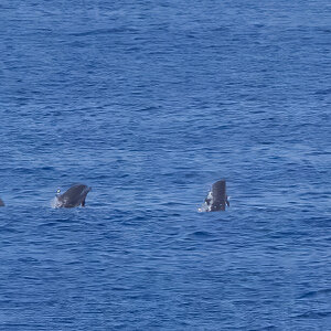 _17A7239 Daulphin 3-24-59N_164-27-45W 2025_10_06 R5MkII 100-500 f71 16000th ISO4000 Cr SM.jpg