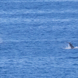 _17A7181 Daulphin 2025_10_06_3-18-20N_164-30-4W R5MkII 100-500 500mm f71 8000th ISO4000 Cr SM.jpg