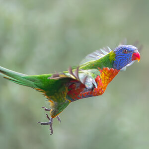 lorikeet-rb-000-exp2000px.jpg