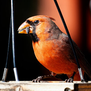 feeding orange bird.jpg