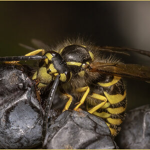 59894_Wasp dining on Berries.jpg