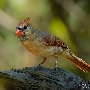 2025-056-028 Lake Livingston State Park trip-2.jpg
